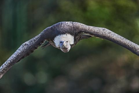 Geier im Anflug