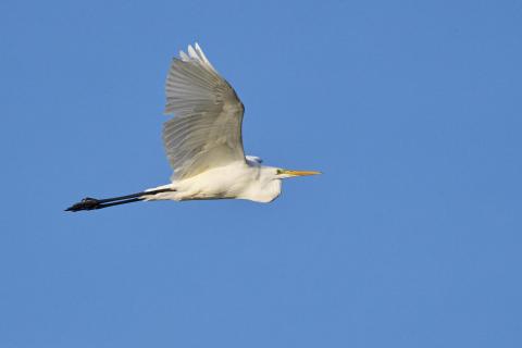 Silber Reiher in ligth