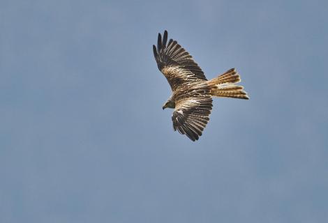 Rotmilan flying and watching 