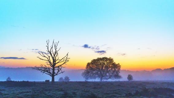 morning has broken 39