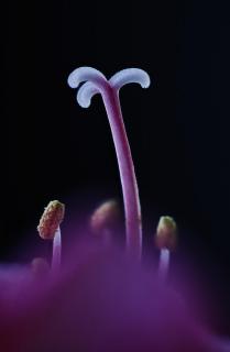 Amarilis flower pistils 