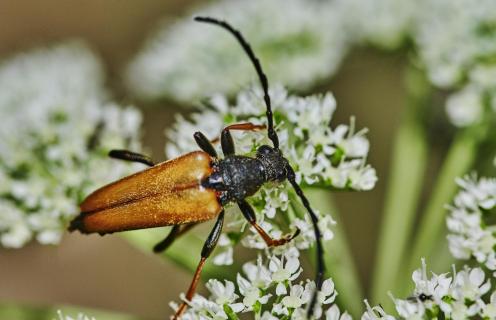 Bockkäfer an Blüte 64 