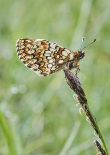 butterfly at gras 