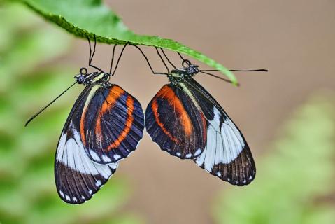 Cydno Longwing butterfly pairing 52