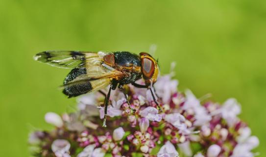 Fliege at nektar 5