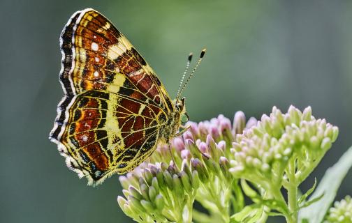 Landkärtchen auf Blüte