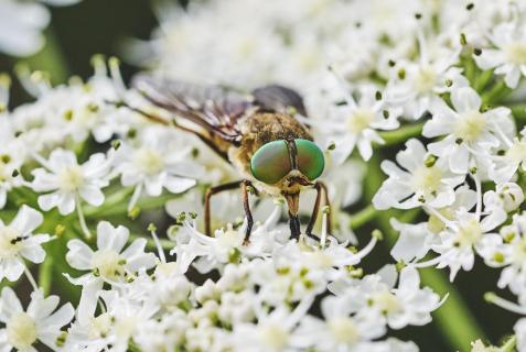 Grünaugen Fliege 8