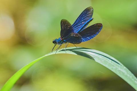 Prachtlibelle 