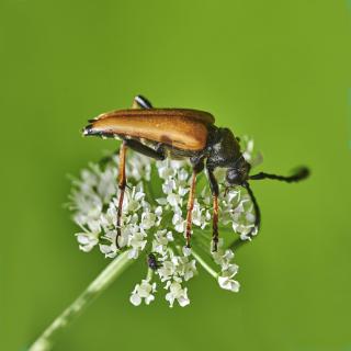 Bockkäfer solo an weißer Blüte 5 