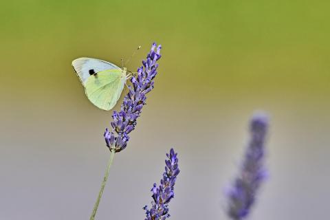 butterfly in color 