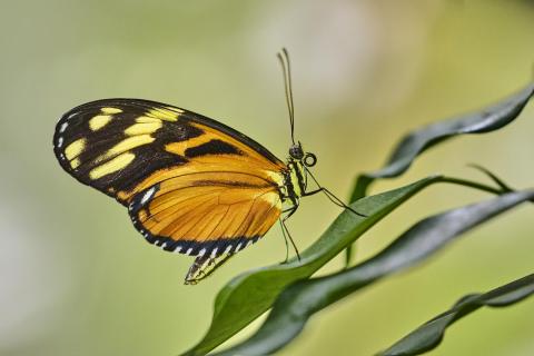 Longwing butterfly 