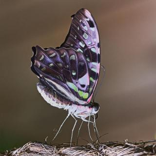 Tailed Jay butterfly just hatched 66 76