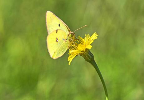 yellow butterfly at yellow flower