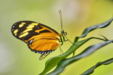 Longwing butterfly 
