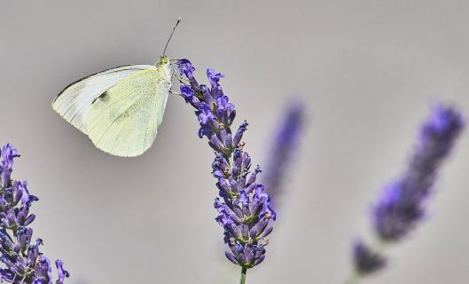 Pieris butterfly at blue Lavender 07 