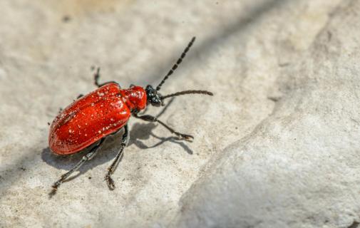 Red Bug