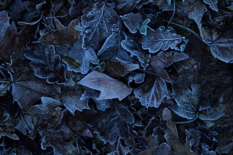 Blue leaves on the ground 