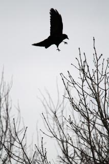 Crow between some trees