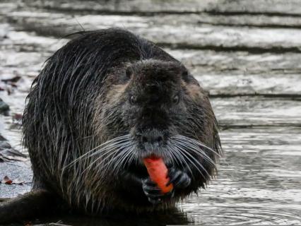 Nutria Portrait