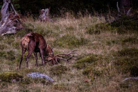 Hirsch in der Brunft