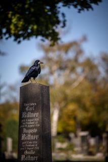 Krähe am Zentralfriedhof in Wien