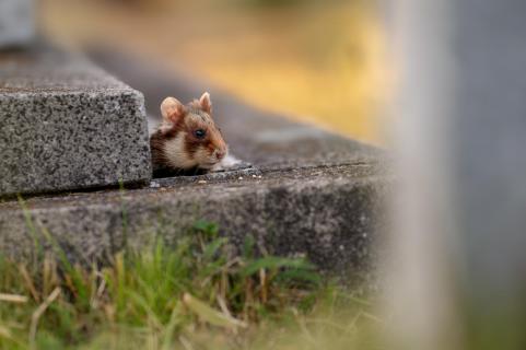 Hamster am Meidlinger Friedhof