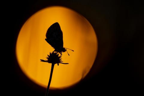Schmetterling in der Morgensonne Wiens