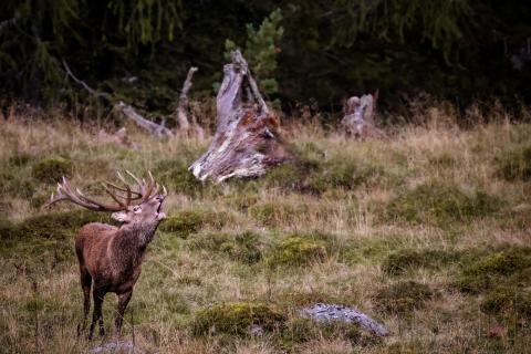 Hirsch in der Brunft