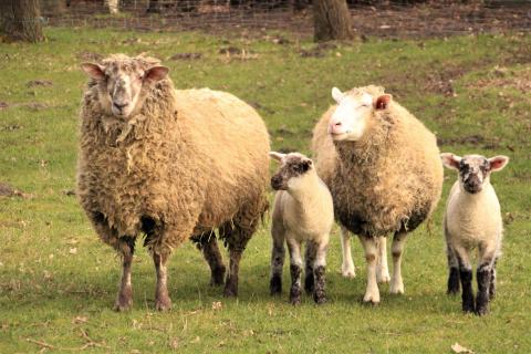 Im Frühling meine Schaffamilie