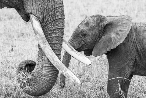 Elefantenkalb mit Mutter 