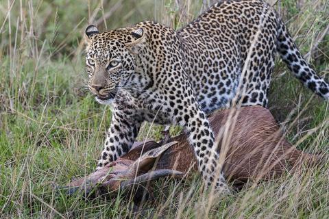 Leopard mit seiner frisch erlegten Beute