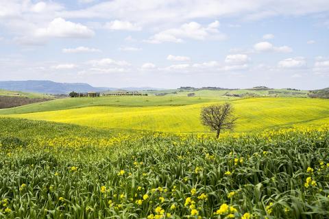 Endlose Rapsfelder in der Toskana