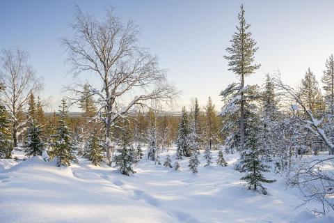 Winterlandschaft im Abendlicht