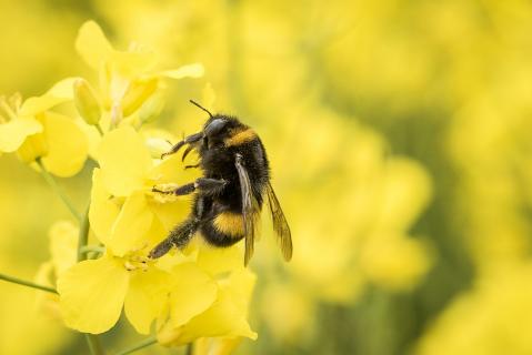 Hummel im Rapsfeld