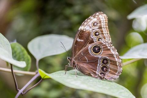 Schmetterling
