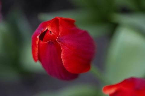 Rote Tulpe