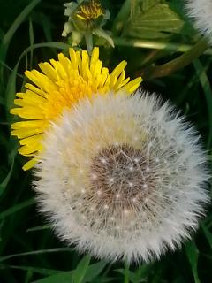 Pusteblume