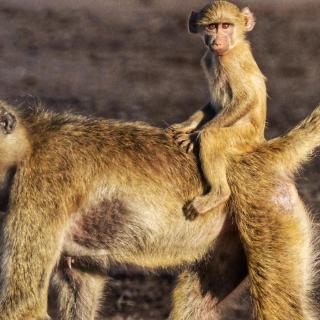 Monkey