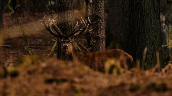 Deer