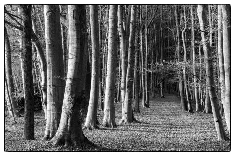 waldweg