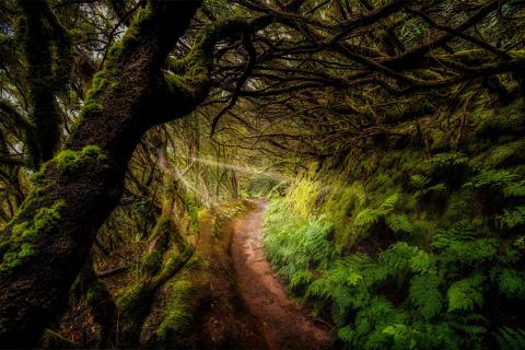 Mystic forest | Teneriffa