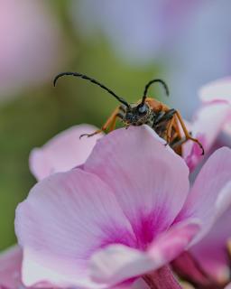 Rothalsbock klettert auf Blüte