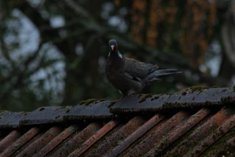 Taube auf dach