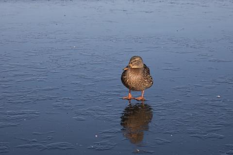 Stockente auf Eis