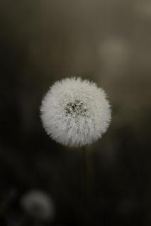 Dandelion II