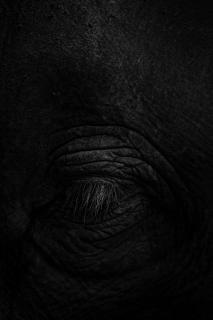 Elefant