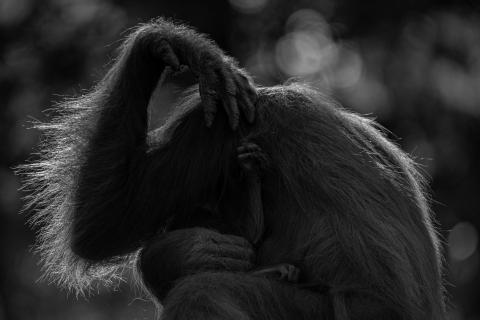 Mutterliebe