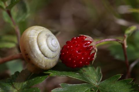 Schnecke an Walderdbeere