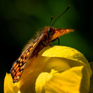 Auf der Blüte