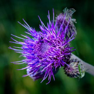 Distel
